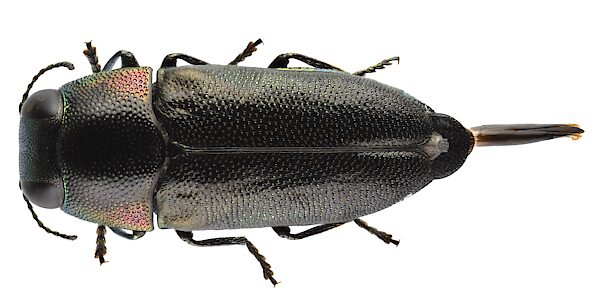 Neocuris pauperata, PL5972, male, SL, 5.3 × 2.1 mm